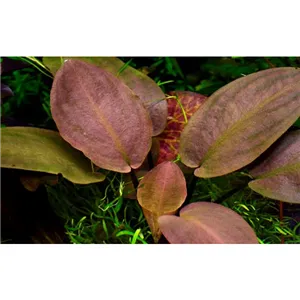 Tropica Lagenandra meeboldii 'Red' Tropica Lagenandra meeboldii 'Red'