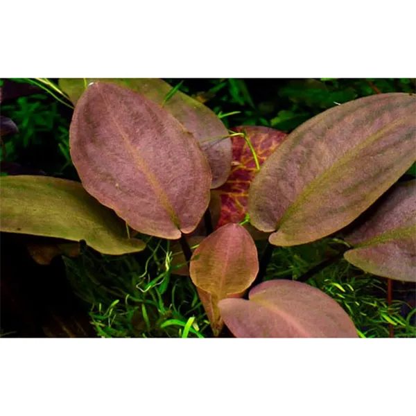 Tropica Lagenandra meeboldii 