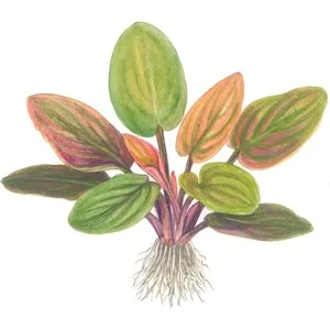 Tropica Lagenandra meeboldii 