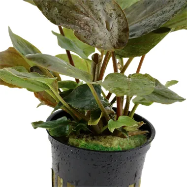 Tropica Lagenandra meeboldii 