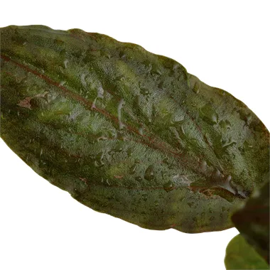 Tropica Lagenandra meeboldii 