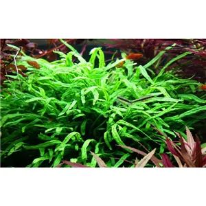 Tropica Microsorum pteropus 'Trident' Tropica Microsorum pteropus 'Trident'