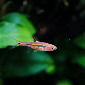 Razbora bornejská 1 cm Razbora bornejská 1 cm