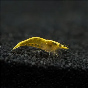 Neocardina davidi "Yellow Fire" 1 cm Neocardina davidi "Yellow Fire" 1 cm