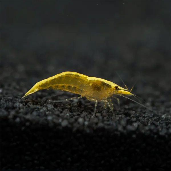 Neocardina davidi "Yellow Fire" 1 cm