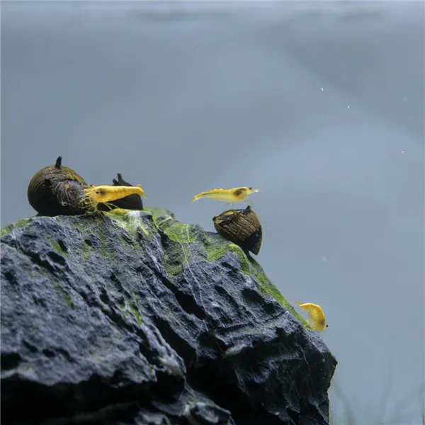 Neocardina davidi "Yellow Fire" 1 cm