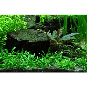 Tropica Cryptocoryne parva 1-2 Grow! Tropica Cryptocoryne parva 1-2 Grow!