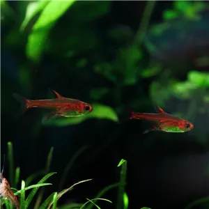 Tetra ohnivá 2 cm Tetra ohnivá 2 cm