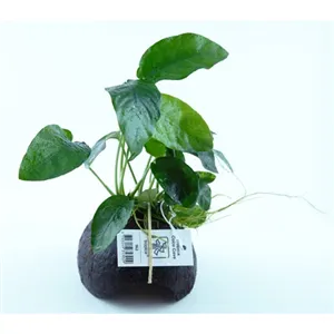 Anubias na kokosu Anubias na kokosu