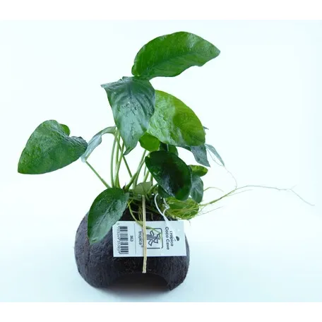 Anubias na kokosu