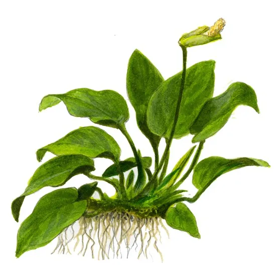 Anubias na kokosu