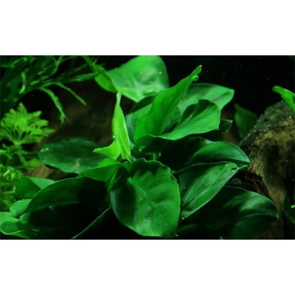 Anubias na kokosu