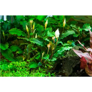 Tropica Bucephalandra pygmaea 'Bukit Kalem' 1-2 Grow! Tropica Bucephalandra pygmaea 'Bukit Kalem' 1-2 Grow!