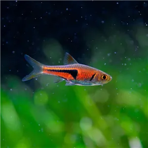 Rasbora espeho Rasbora espeho