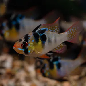 Cichlidka ramirezova Cichlidka ramirezova