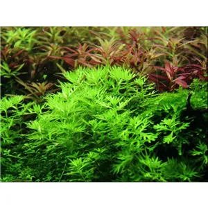 Tropica Hottonia palustris 1-2 Grow! Tropica Hottonia palustris 1-2 Grow!