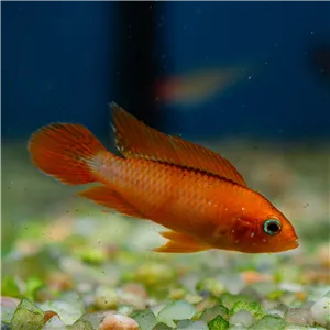 Cichlidka Agassizova fire red Cichlidka Agassizova fire red