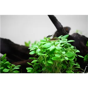 Tropica Lobelia cardinalis Mini 1-2 Grow! Tropica Lobelia cardinalis Mini 1-2 Grow!