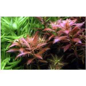 Tropica Proserpinaca palustris 'Cuba' 1-2 Grow! Tropica Proserpinaca palustris 'Cuba' 1-2 Grow!