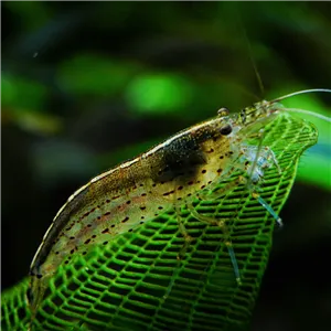 Krevetka Caridina japonica 4 cm Krevetka Caridina japonica 4 cm