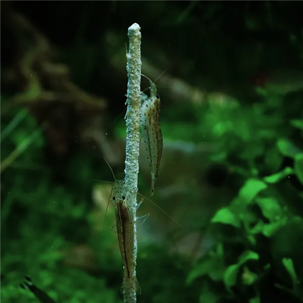 Krevetka Caridina japonica 4 cm