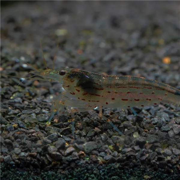 Krevetka Caridina japonica 4 cm