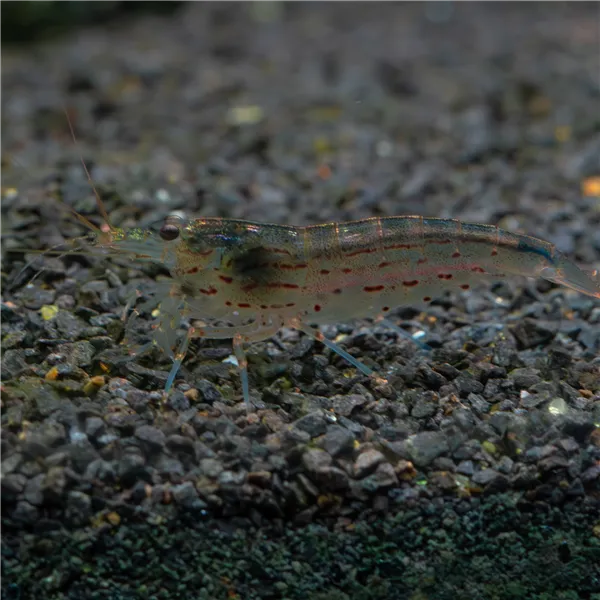 Krevetka Caridina japonica 4 cm