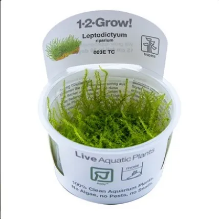 Tropica Leptodictyum 1-2 Grow!