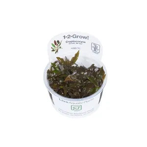 Tropica Cryptocoryne wendtii 'Mi Oya' 1-2 Grow! Tropica Cryptocoryne wendtii 'Mi Oya' 1-2 Grow!