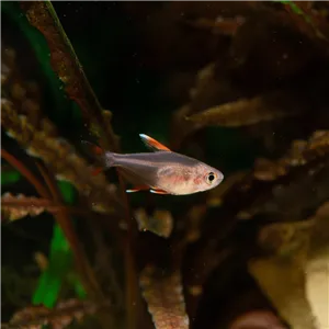 Tetra Nachová 3 cm Tetra Nachová 3 cm