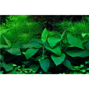 Tropica Anubiasbarteri nana 1-2-Grow Tropica Anubiasbarteri nana 1-2-Grow