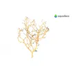 Coral Tree S 10-20 cm