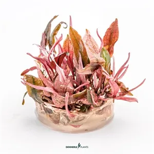 Dennerle Cryptocoryne Flamingo In-Vitro Dennerle Cryptocoryne Flamingo In-Vitro