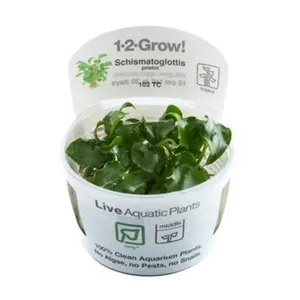 Tropica Schismatoglottis prietoi 1-2-Grow! Tropica Schismatoglottis prietoi 1-2-Grow!