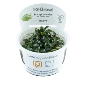 Tropica Bucephalandra sp. 'Needle Leaf' 1-2-Grow! Tropica Bucephalandra sp. 'Needle Leaf' 1-2-Grow!
