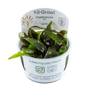 Tropica Cryptocoryne nurii 1-2 Grow! Tropica Cryptocoryne nurii 1-2 Grow!