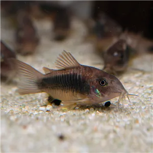 Panceřníček zelený 3 cm Panceřníček zelený 3 cm