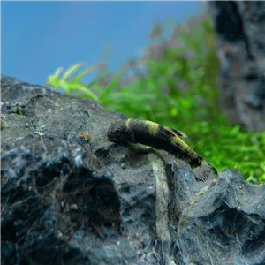 Garra flavarta 3 cm Garra flavarta 3 cm