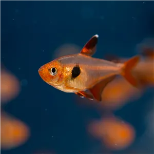 Tetra Red Phantom Tetra Red Phantom
