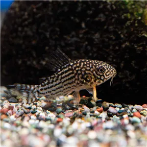 Panceřníček sterbův 3 cm Panceřníček sterbův 3 cm