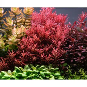 Tropica Rotala rotundifolia 'Blood Red' 1-2-Grow! Tropica Rotala rotundifolia 'Blood Red' 1-2-Grow!