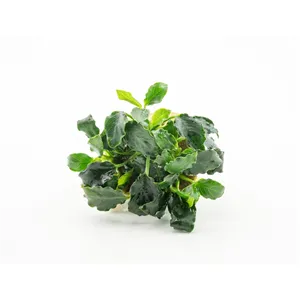 Dennerle Anubias nana ´Mini Kirin´ Dennerle Anubias nana ´Mini Kirin´