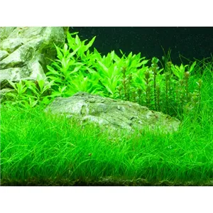 Eleocharis parvula v blistru Eleocharis parvula v blistru