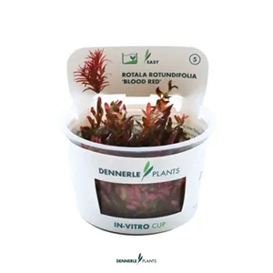 Dennerle Rotala Rotundifolia "Blood Red" In-Vitro Dennerle Rotala Rotundifolia "Blood Red" In-Vitro