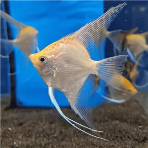 Skalára 'Manacapuru' Gold 10 cm Skalára 'Manacapuru' Gold 10 cm