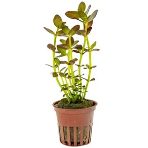 Tropica Bacopa salzmanni 'Purple' Tropica Bacopa salzmanni 'Purple'