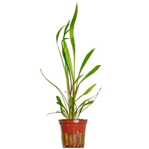 Tropica Cryptocoryne spiralis 'Red' Tropica Cryptocoryne spiralis 'Red'