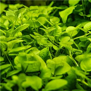 Tropica Hygrophila serpyllum 1-2 Grow! Tropica Hygrophila serpyllum 1-2 Grow!
