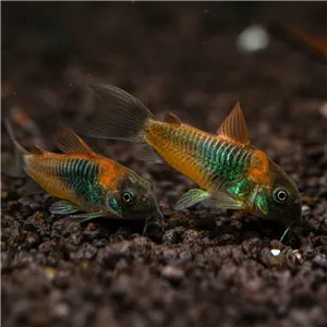 Panceřníček venezuelský 2 cm Panceřníček venezuelský 2 cm