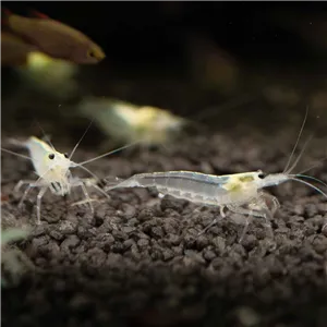 Krevetka Caridina japonica "White" Krevetka Caridina japonica "White"